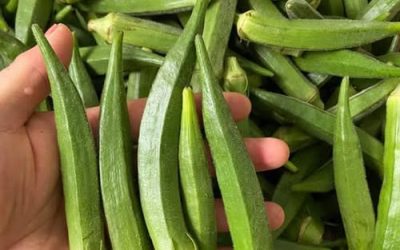 Is Okra Good for People With Diabetes? Benefits, Risks, and How to Eat It Right