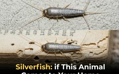 Silverfish: if This Animal Comes to Your Home…