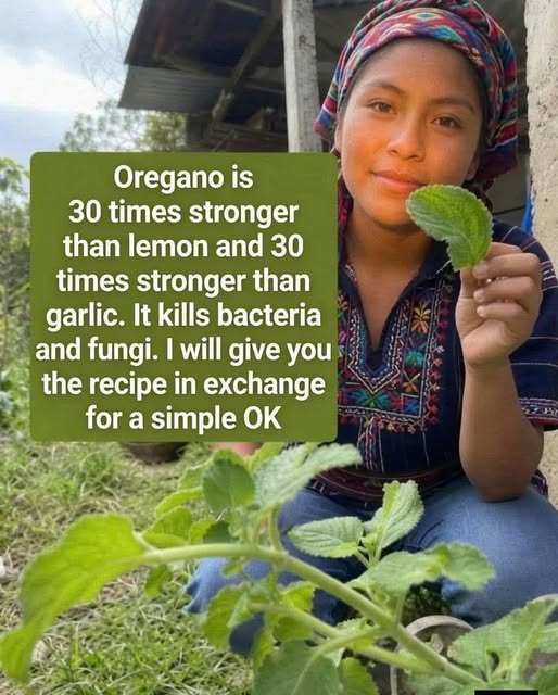 Complete Guide to Garlic and Oregano Infusion: A Traditional Herbal Drink for Everyday Wellness
