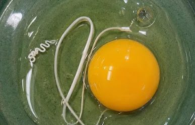 The Mystery of the White String in Your Egg: Why That “Worm” is Actually a Sign of Freshness (And Why You Should Keep It!)