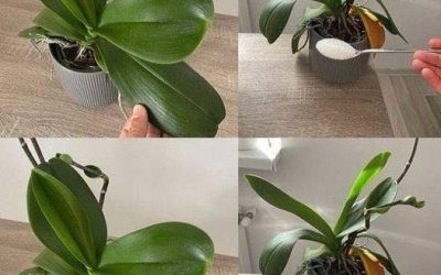 Orchids: Just 1 tablespoon and they will bloom non-stop – a powerful fertilizer