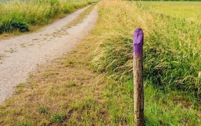 If You Spot a Painted Purple Fence, This Is What It Means (And Why You Should Immediately Turn Around)