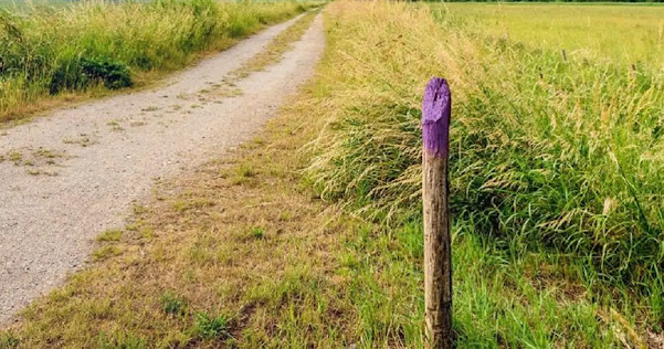 If You Spot a Painted Purple Fence, This Is What It Means (And Why You Should Immediately Turn Around)