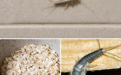 The Midnight Dart: What to Do When You Spot a Silverfish in Your Home (And How to Gently Evict Them)