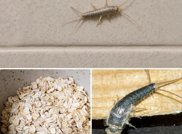 The Midnight Dart: What to Do When You Spot a Silverfish in Your Home (And How to Gently Evict Them)