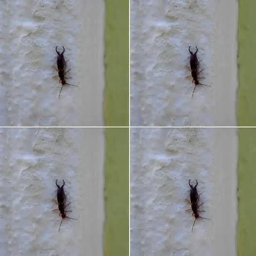 Spotted This Insect? Why You Need to Act Immediately