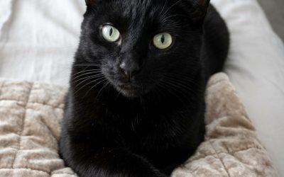 Ever notice a black cat crossing your path? It might just be a sign…